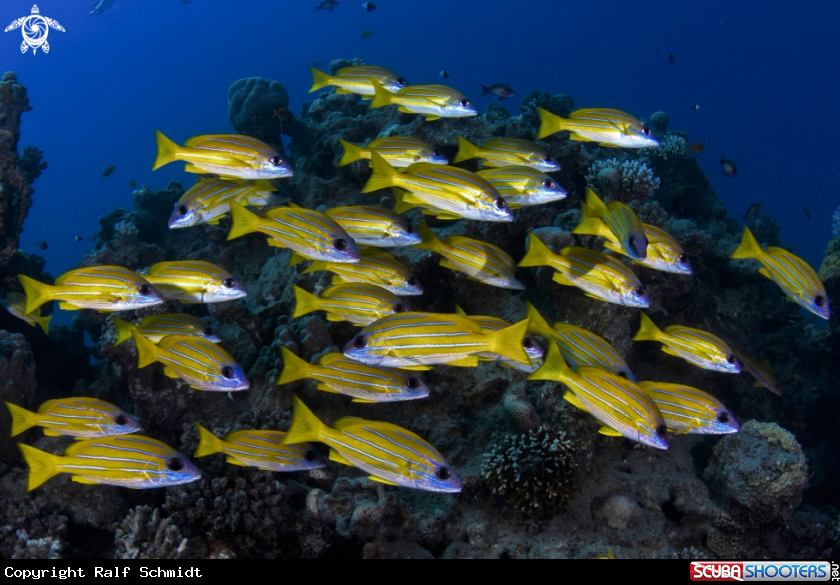 A Red Sea