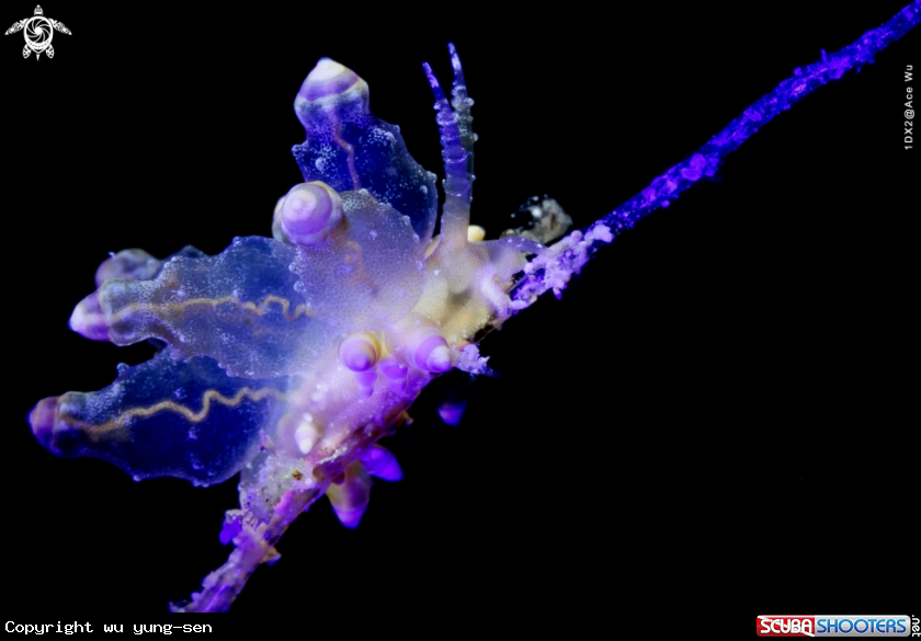 A nudibranch