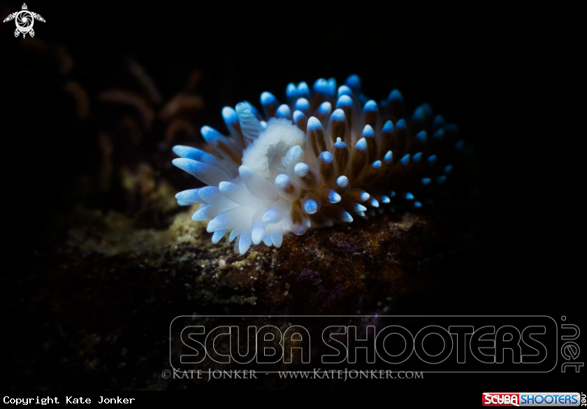 A Silvertip Nudibranch