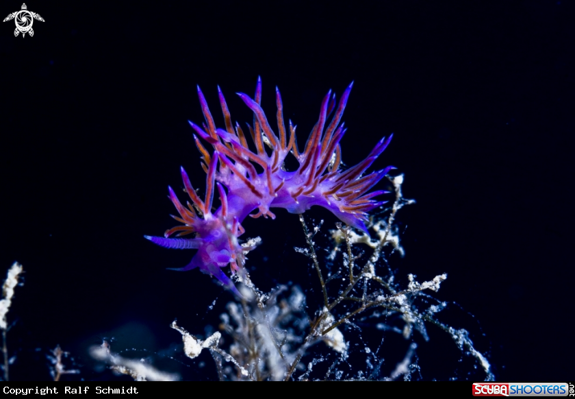 A Flabellina