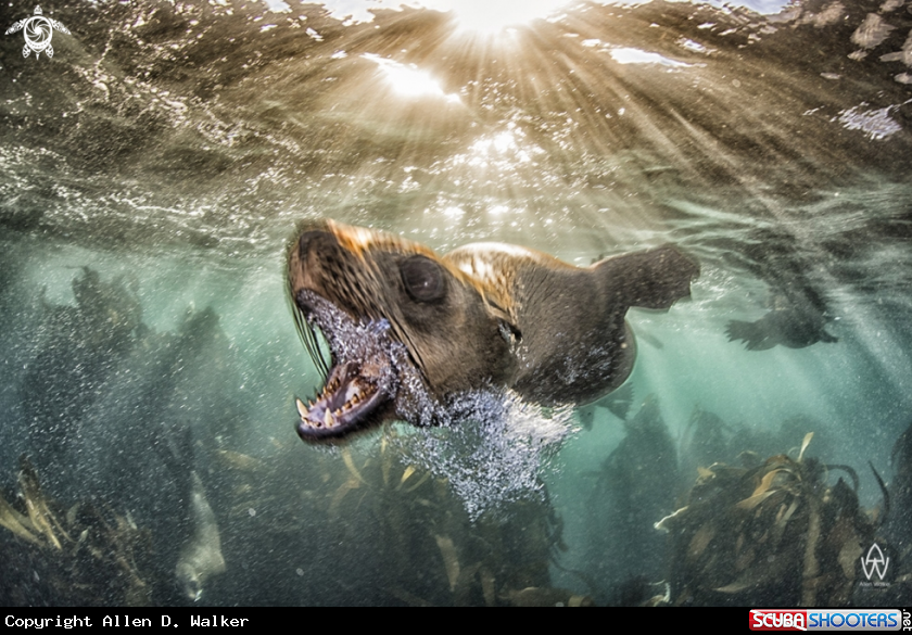 A Cape Fur Seal