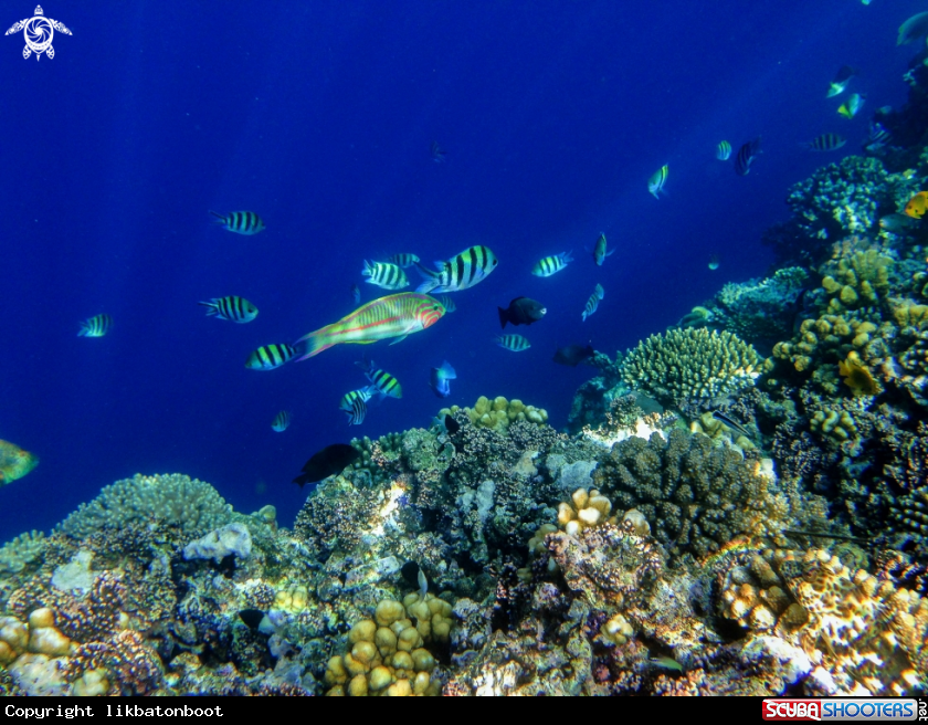 A Corals