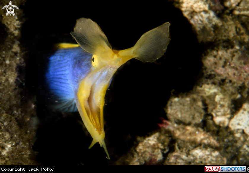 A Blue ribbon eel