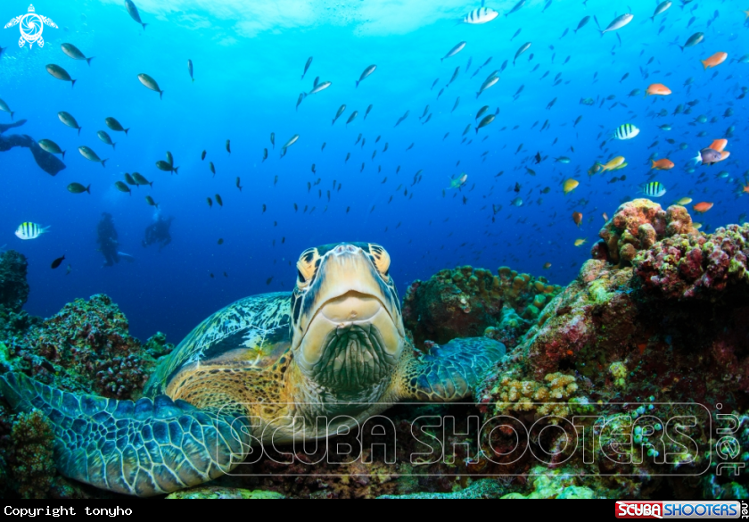 A Sea turtles