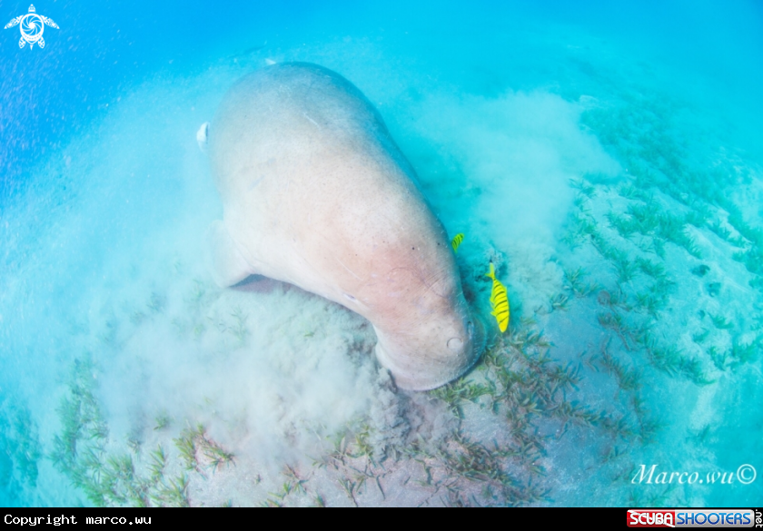 A Dugong 