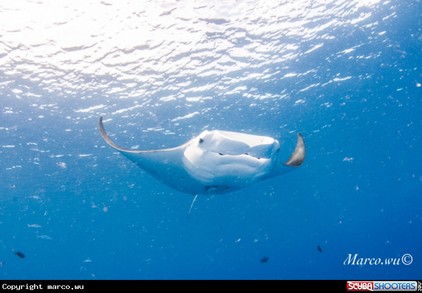 A Manta