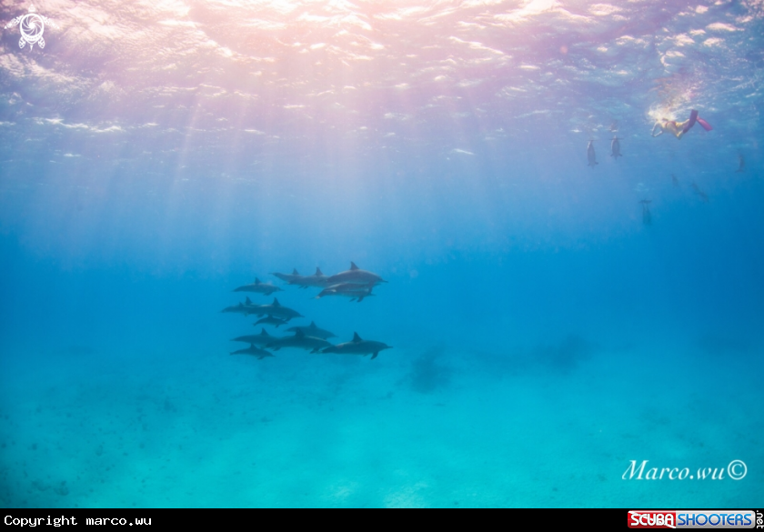 A Dolphin and Snorkeling