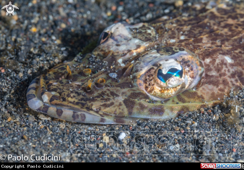 A Flathead