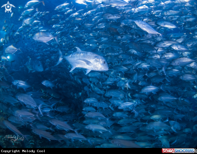 A Trevally 