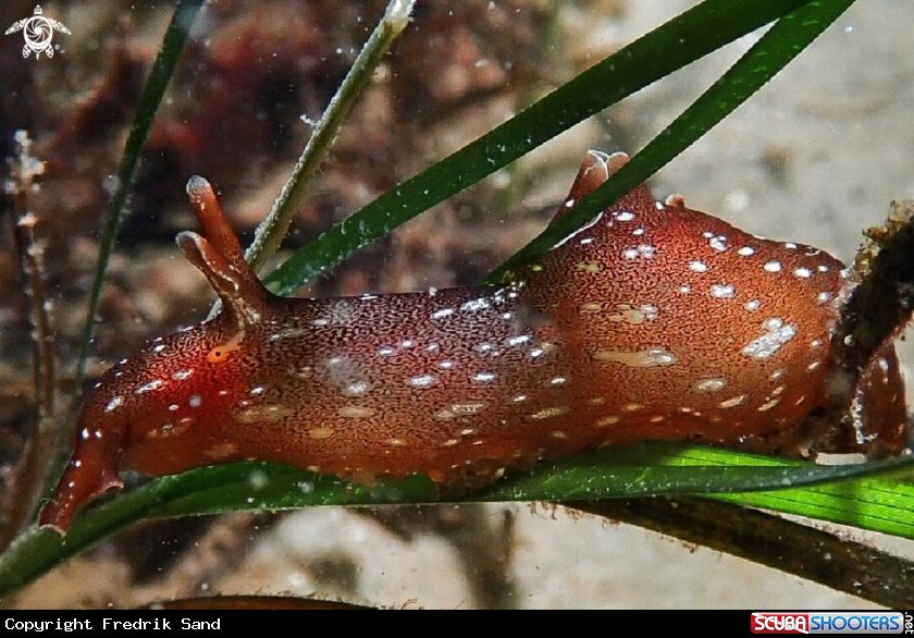 A Sea Hare