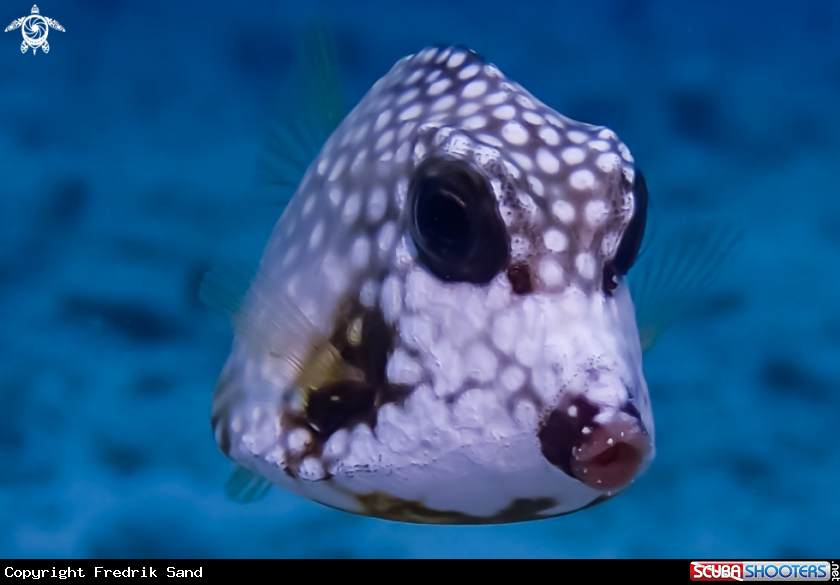 A Smooth Trunkfish