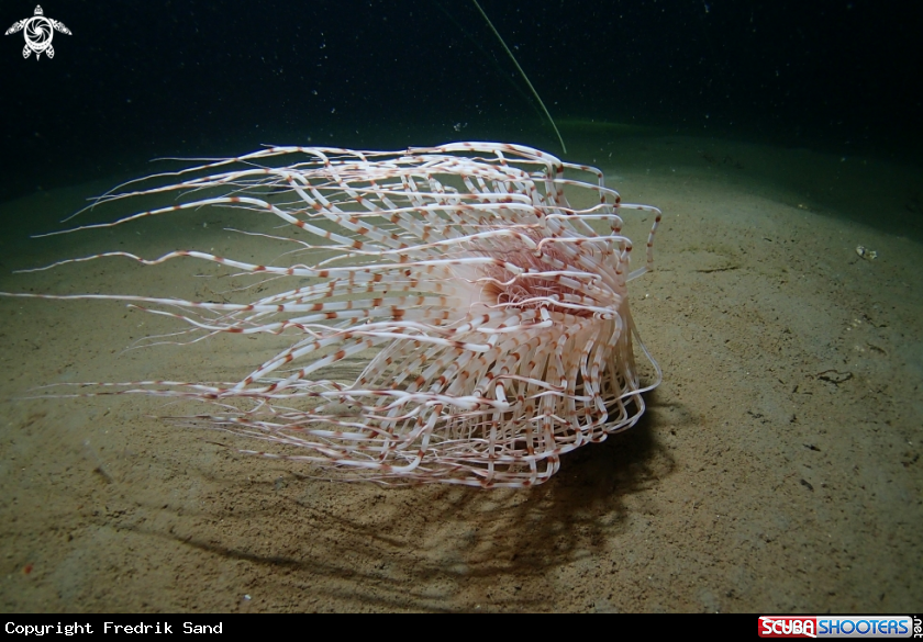 A Tube dwelling anemone