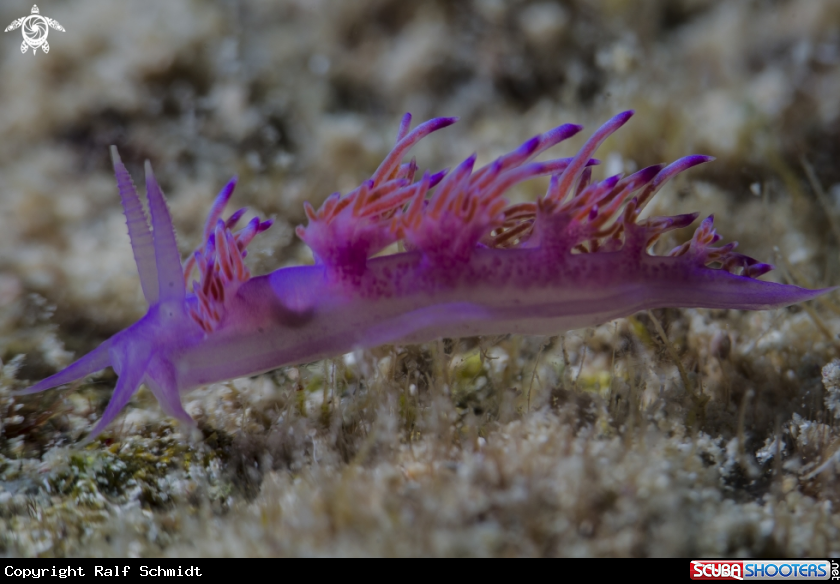 A nudibranch