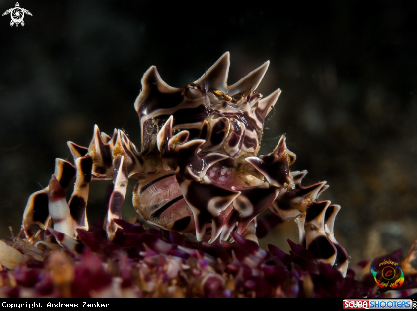 A Zebra crab