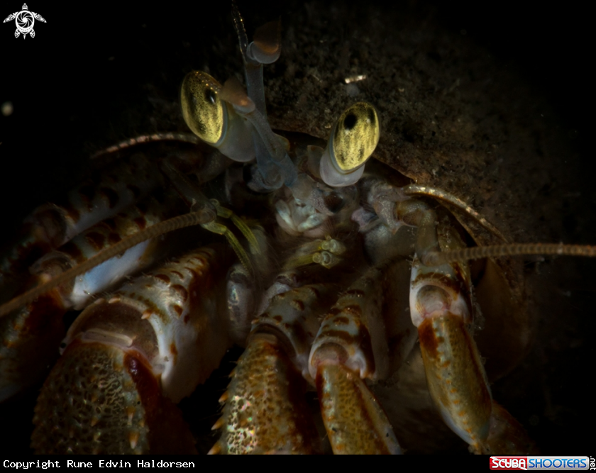 A Hermit crab