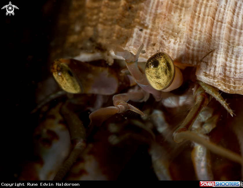 A Hermit crab