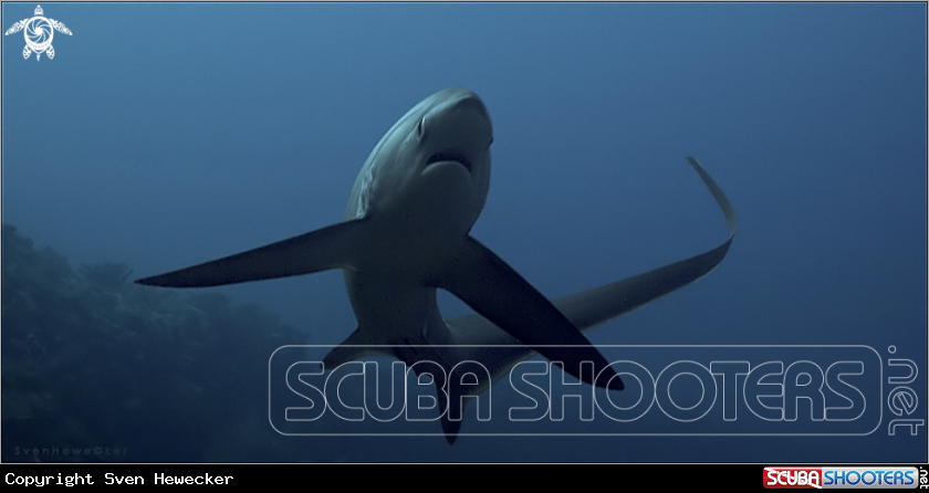 A tresher shark