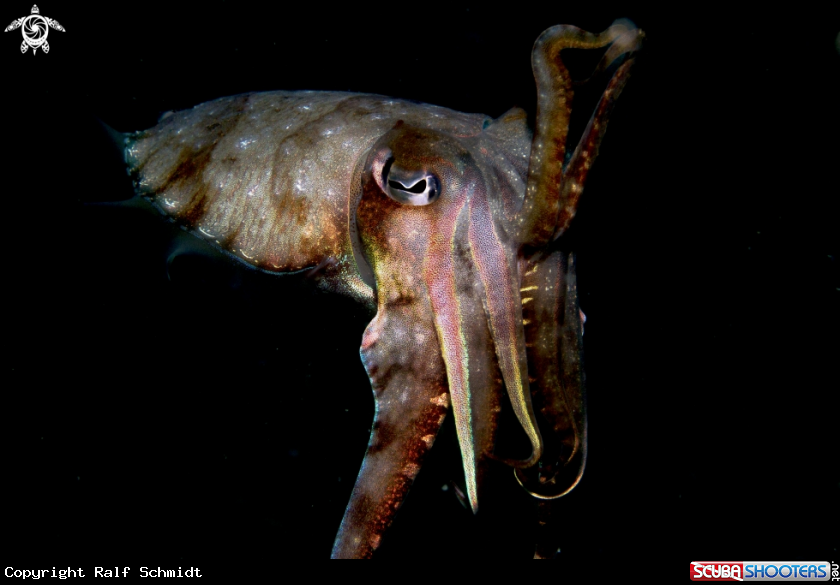 A Andamansea