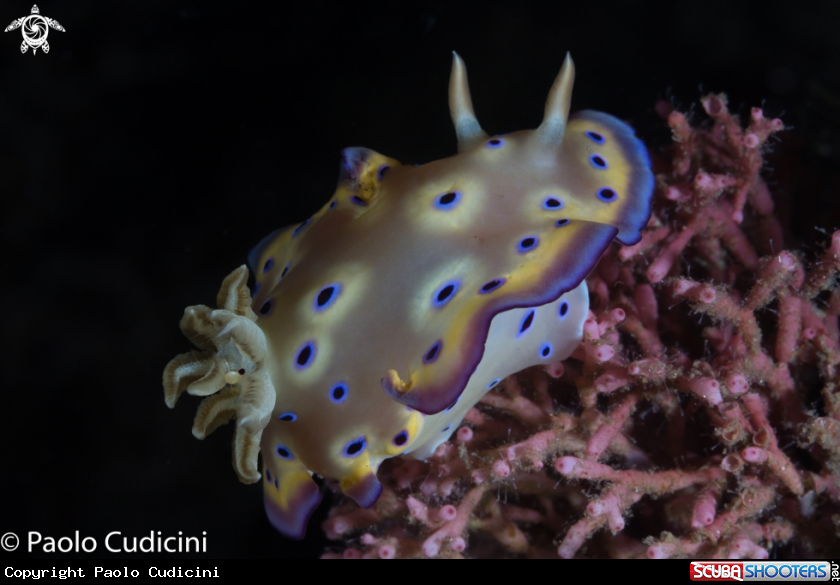 A Kunie's Chromodoris