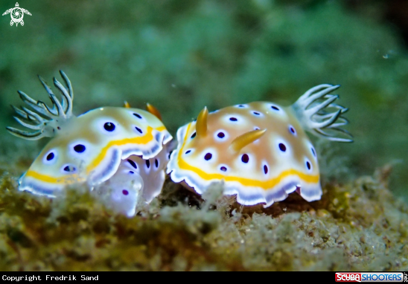 A Chromodoris 