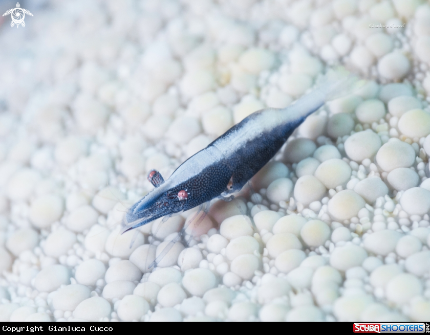 A Starfish shrimp