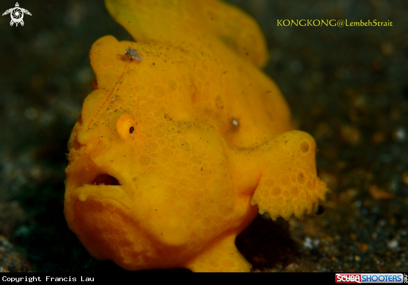 A Frogfish