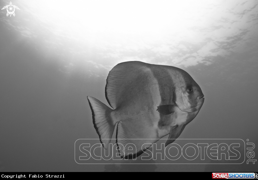 A Batfish