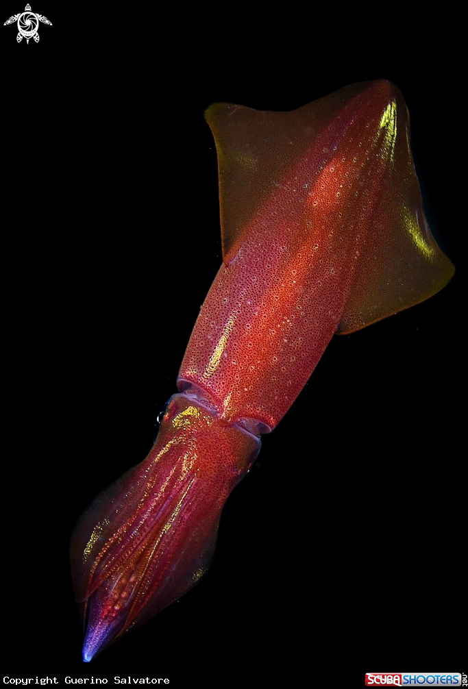 A Loligo vulgaris 