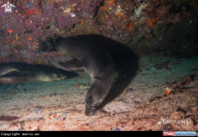 A Sea lion