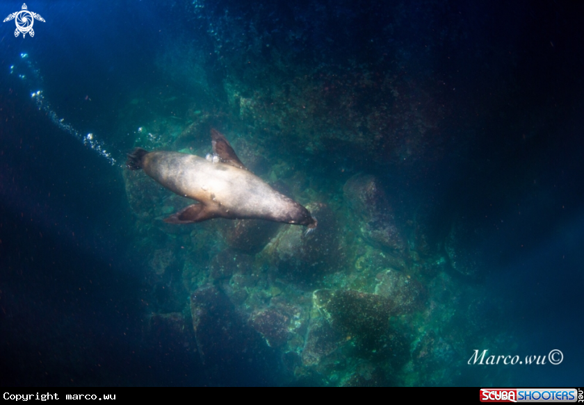 A Sea lion