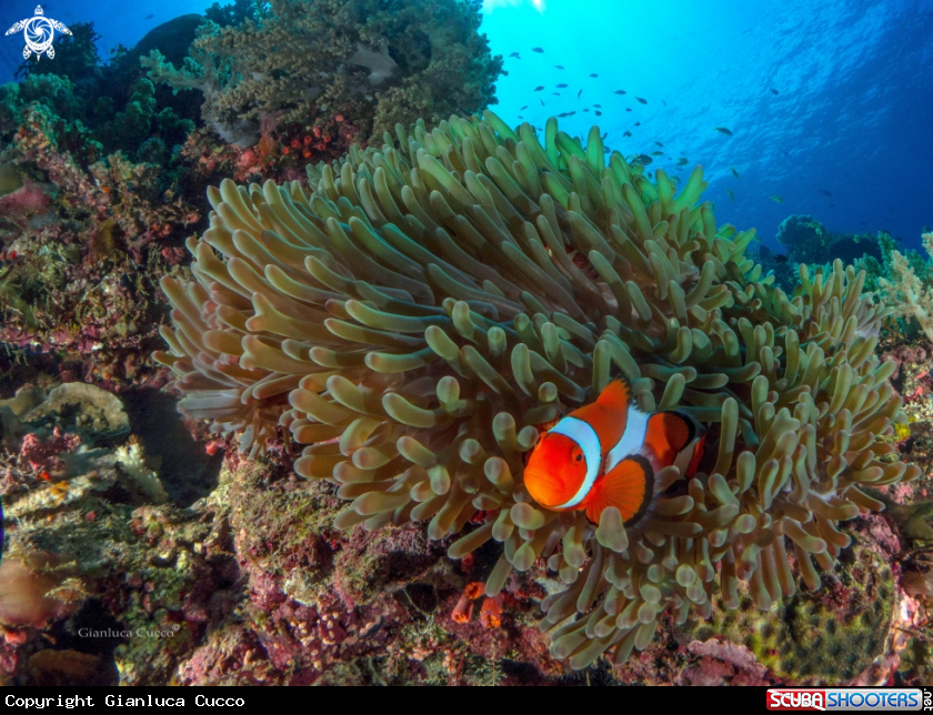 A Clownfish