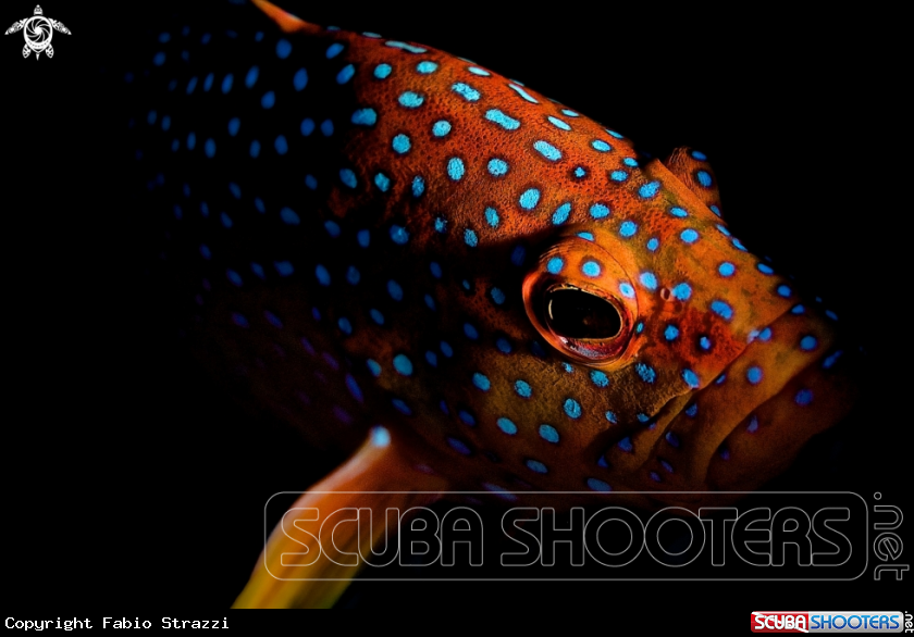 A Coral grouper