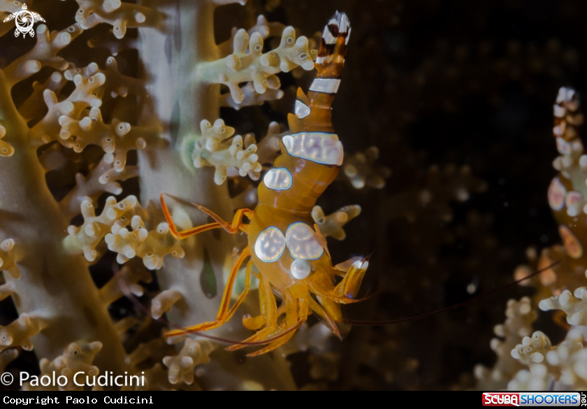 A Squat shrimps ( Thor amboinensis ) 