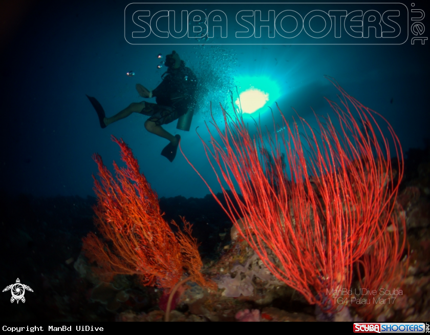 A Coral