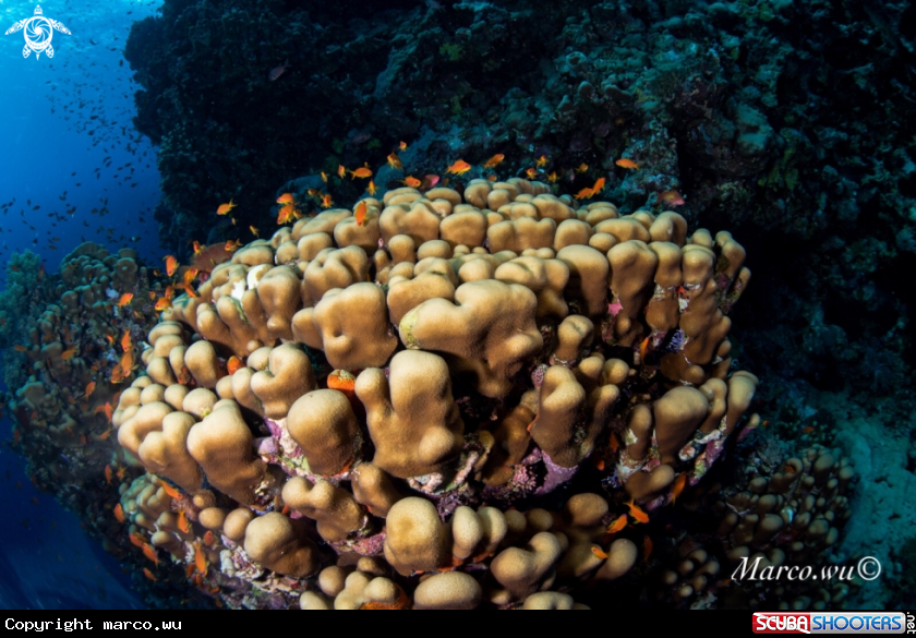 A Coral