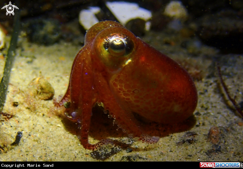 A Squid