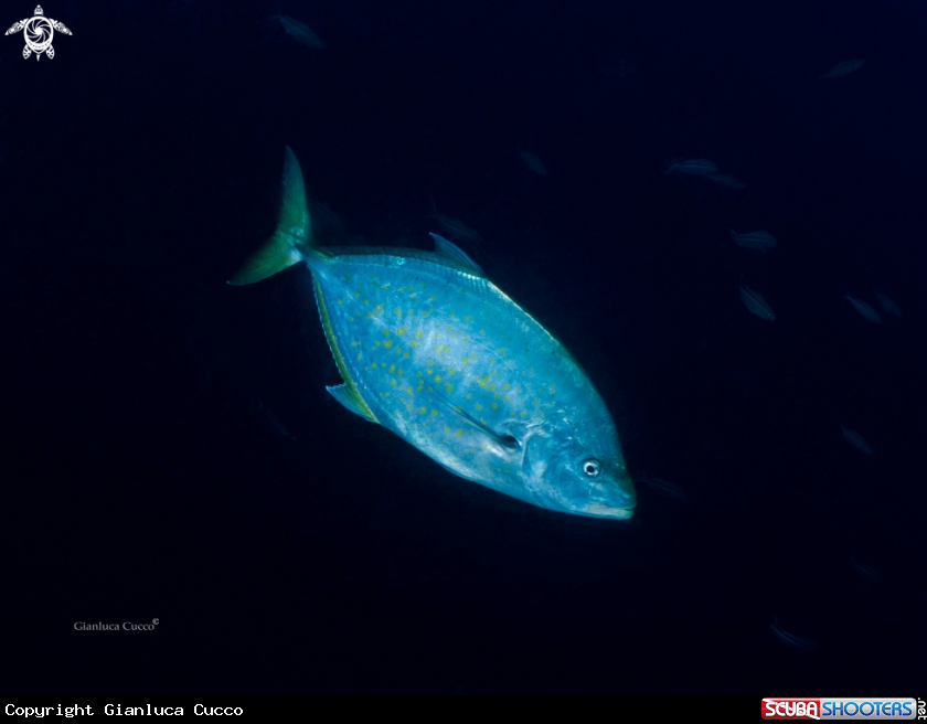A Jackfish
