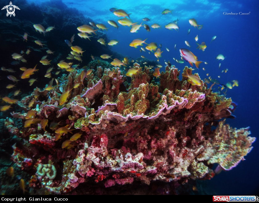 A Coral Reef