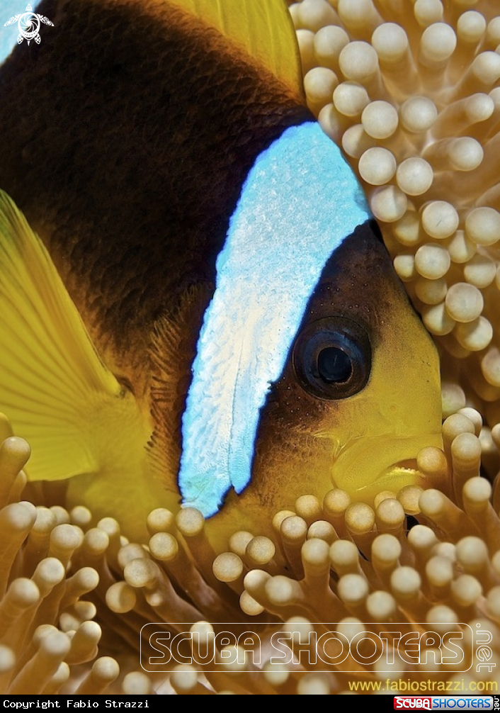 A Anemone fish