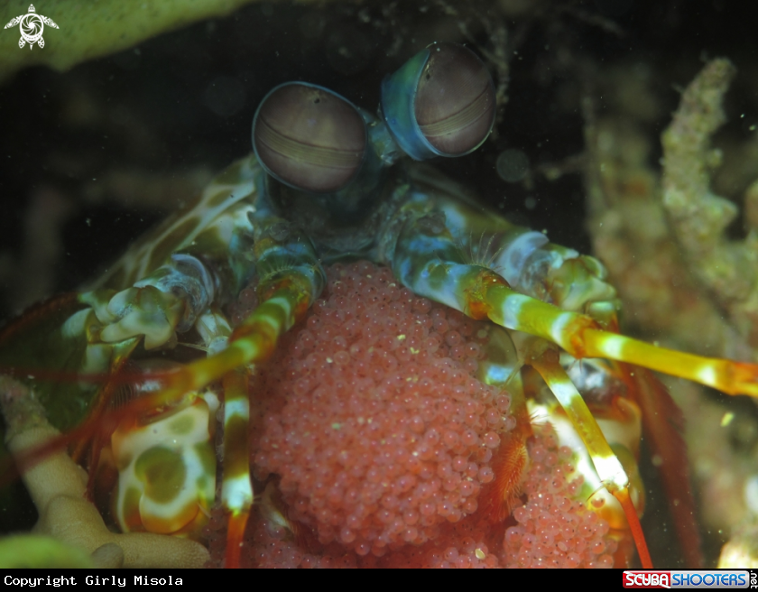 A Mantis Shrimp
