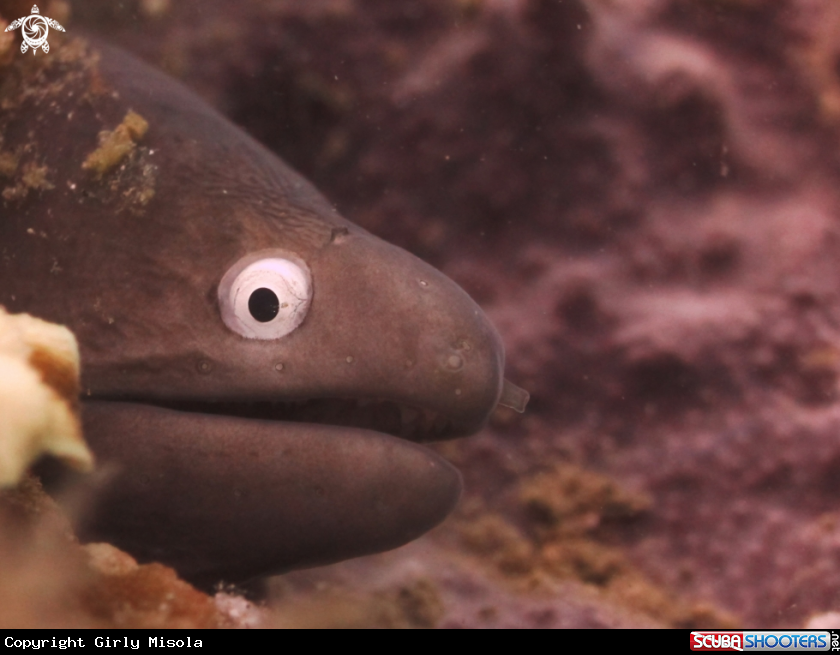 A Moray Eel