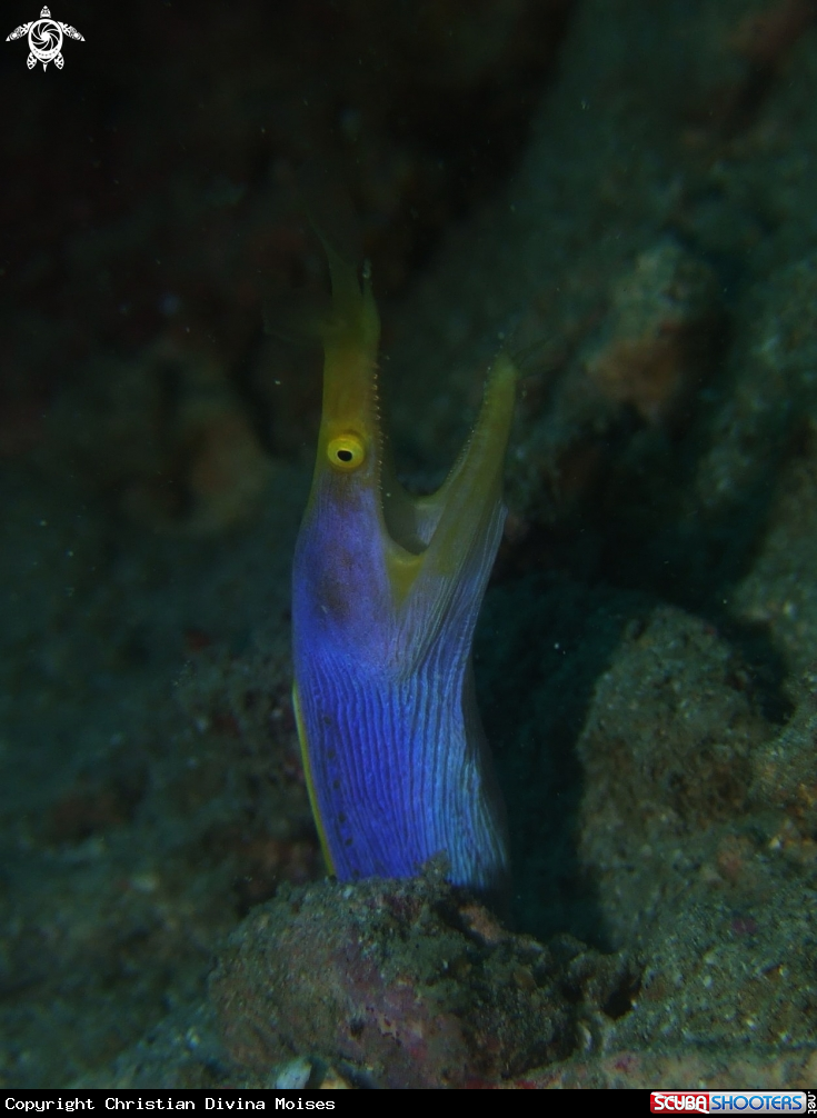 A Blue Ribbon Eel