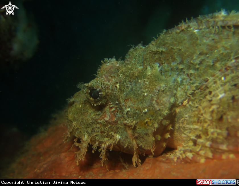 A Tasseled Scorpion Fish