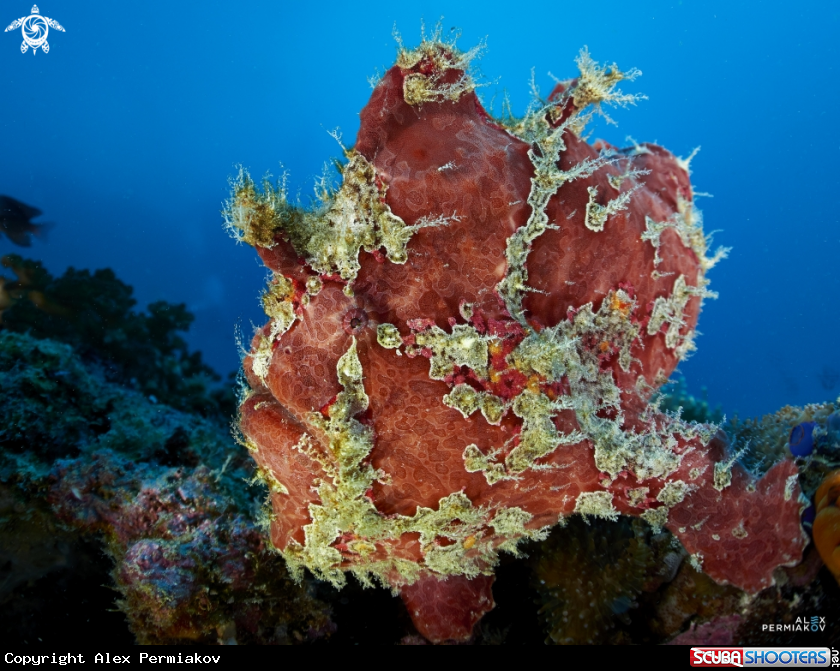 A Frog fish