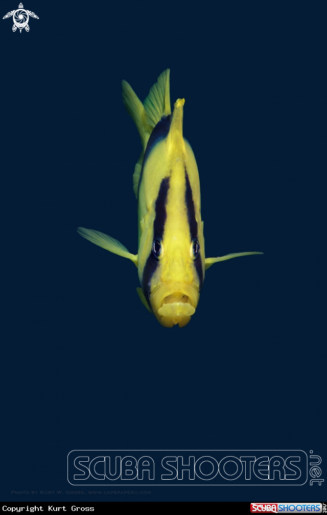 A Two-banded soapfish