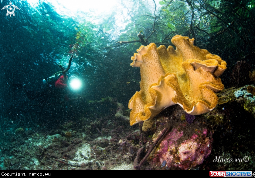 A Coral and diver 