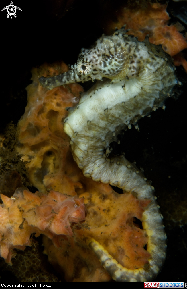 A Hippocampus histrix