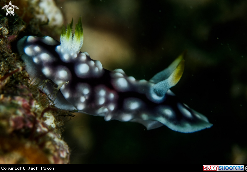 A Goniobranchus geometricus