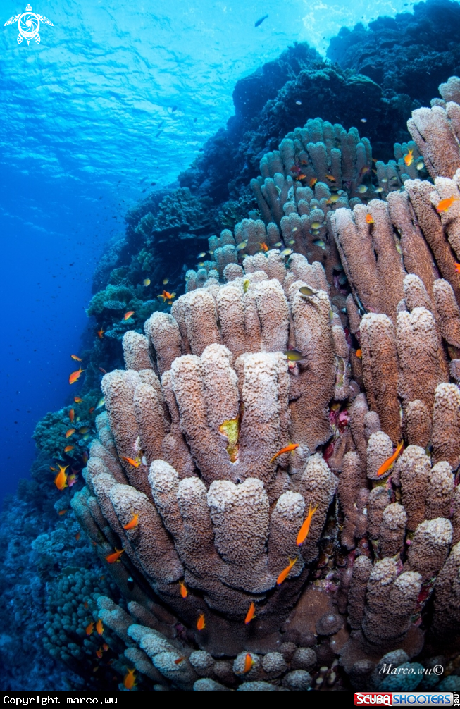 A Coral