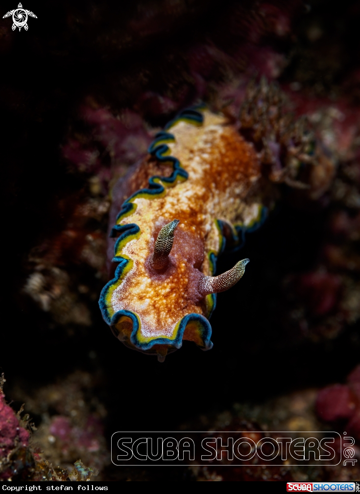 A Nudibranch